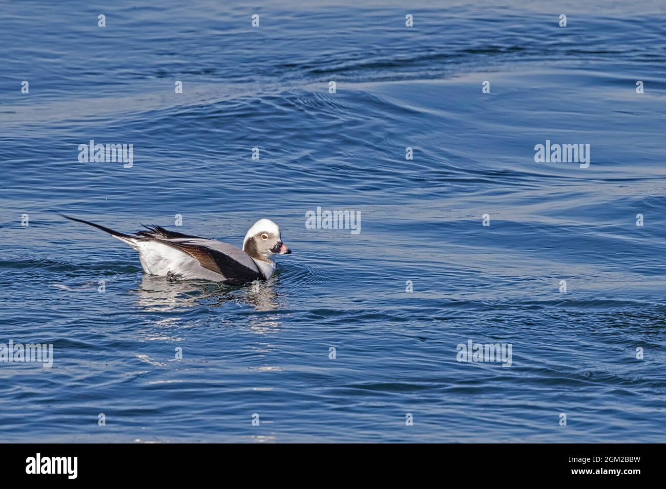 Long Tail Duck - Nordenten besuchen den Barnegat Bay Lighthouse Park während der Wintermonate. Dieses Bild ist auch in Schwarzweiß verfügbar. Stockfoto