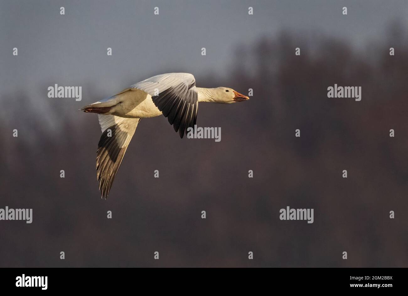 Schneegänse im Flug - Eine spektakuläre Ansicht von ungefähr Tausenden von Schneegänsen im Wasser und drei im Flug während der Migration zu ihrem Breedin Stockfoto