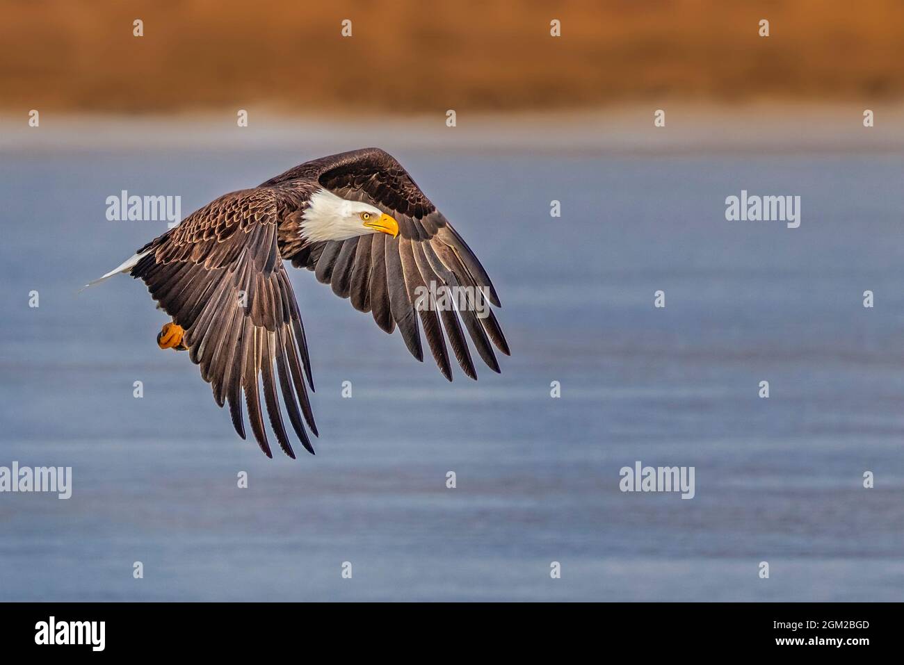 Bald Eagle - der majestätische und nationale Vogel der Vereinigten Staaten im Flug. Dieses Bild ist auch in Schwarzweiß verfügbar. Um weitere i anzuzeigen Stockfoto