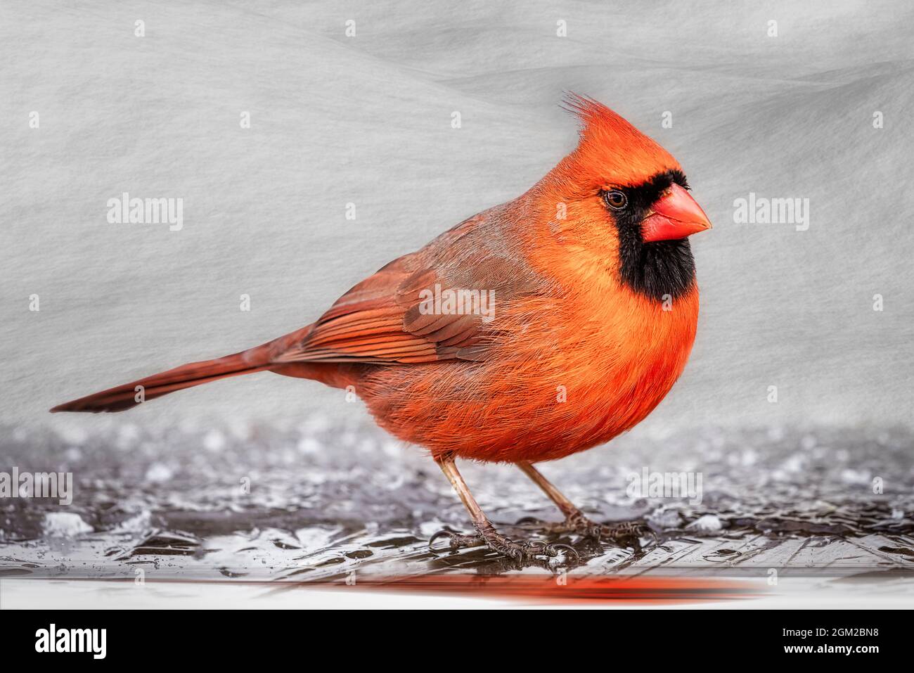 Northern Cardinal - leuchtend roter Rüde Norhtern Cardinal songbird bei Schnee im Winter. Dieses Bild ist auch in Schwarzweiß verfügbar. Zum Anzeigen eines Stockfoto