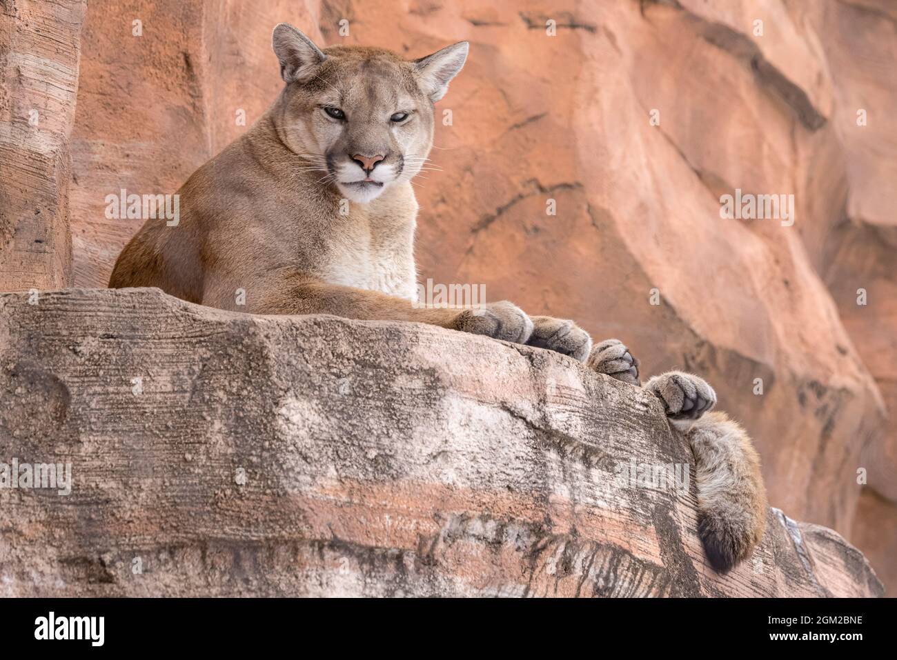 Cougar - Ein Cougar, der auf rotem Felsen ruht und auf dem die Spitze seiner Zunge zu sehen ist. Dieses Bild ist auch in Schwarzweiß verfügbar. Um zu wetteifern Stockfoto