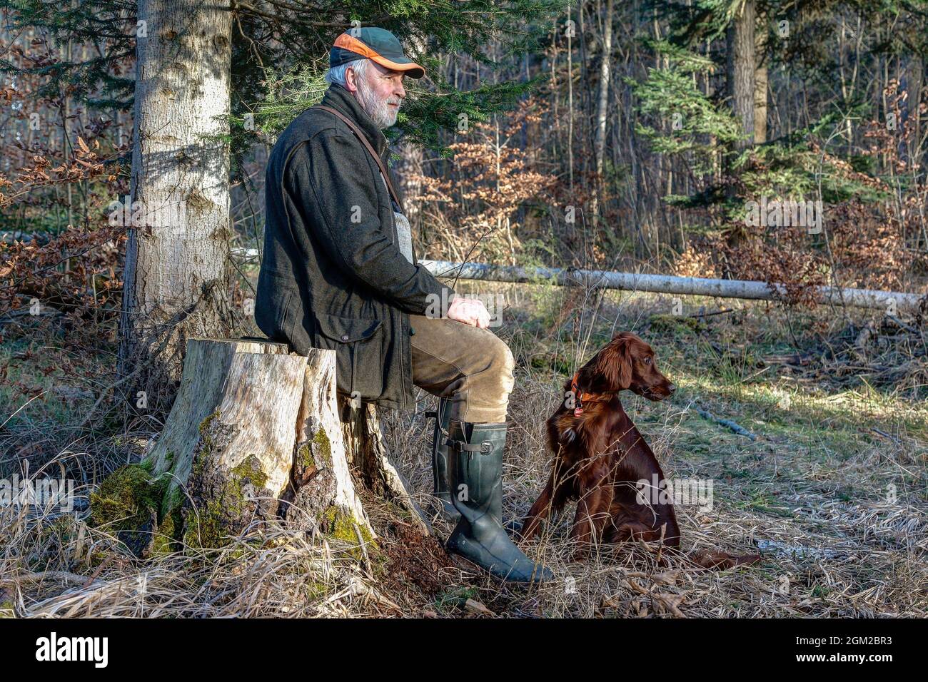 Ein älterer Mann mit seinem Irish Setter Hund sitzt auf einem Stumpf und genießt die ersten Frühlingstage mitten im Wald, wo die Natur nun auf den Bac kommt Stockfoto