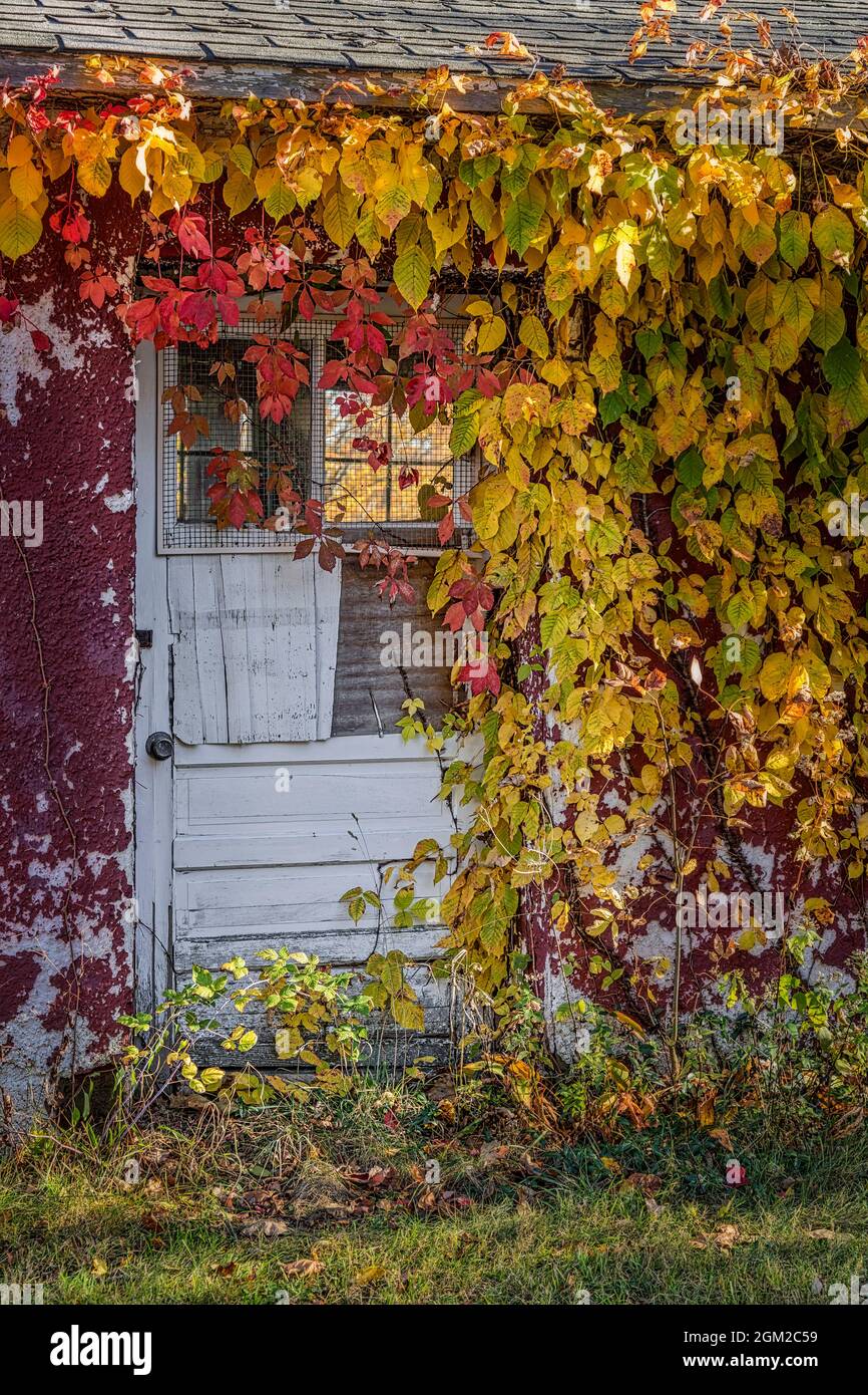 Verwachsen - verlassene und vernachlässigte Tür ist mit den wechselnden Farben des Herbstlaubes überwuchert. Dieses Bild ist auch in Schwarzweiß verfügbar. Stockfoto