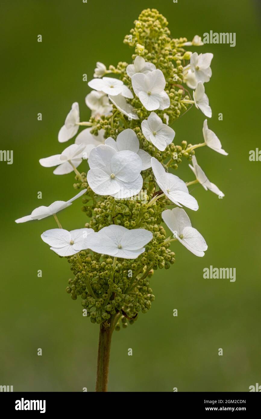 Zeichen des Frühlings - kleine Büschel weißer Blumen, die zur Blüte anflehen, während der Frühling sich rollt. Dieses Bild ist auch in Schwarzweiß verfügbar. Anzeige anzeigen Stockfoto