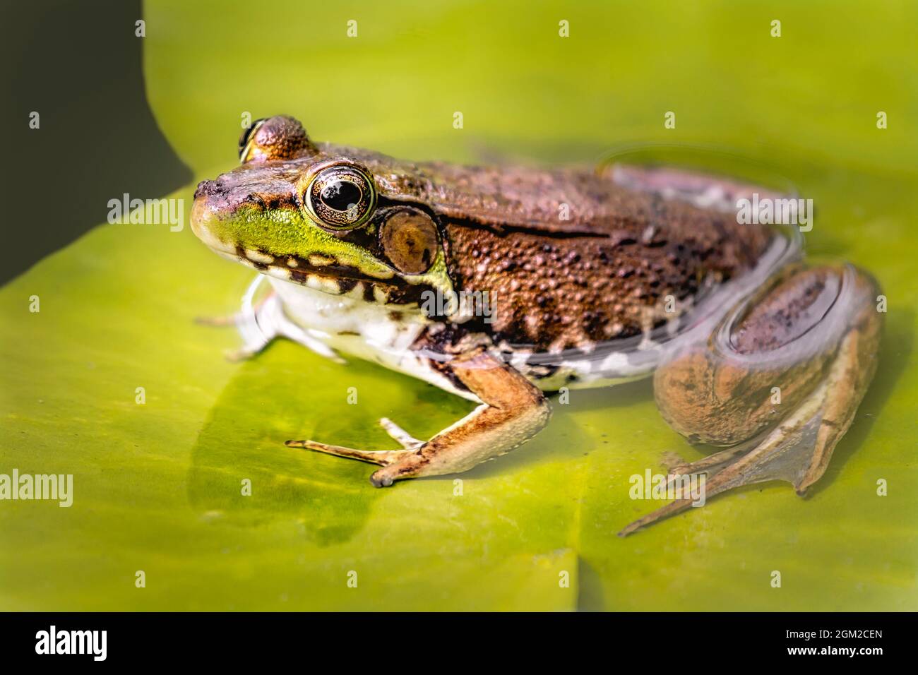 American Bull Frog sitzt auf einer Seerosenunterlage in einem Teich. Dieses Bild ist sowohl in Farbe als auch in Schwarzweiß verfügbar. Zum Anzeigen zusätzlicher ima Stockfoto