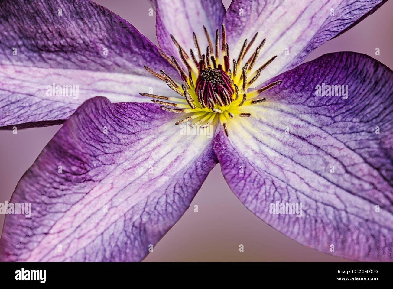 Auffallend lila und gelbe Clematis Blume Nahaufnahme. Dieses Bild ist sowohl in Farbe als auch in Schwarzweiß verfügbar. Um weitere Bilder oder Fotos anzuzeigen Stockfoto
