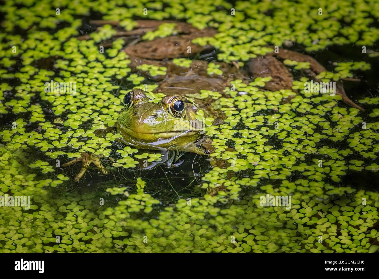 American Bull Frog Peeking aus umgeben von schwimmenden Entenkräutern in einem Teich. Dieses Bild ist sowohl in Farbe als auch in Schwarzweiß verfügbar. Weitere anzeigen Stockfoto
