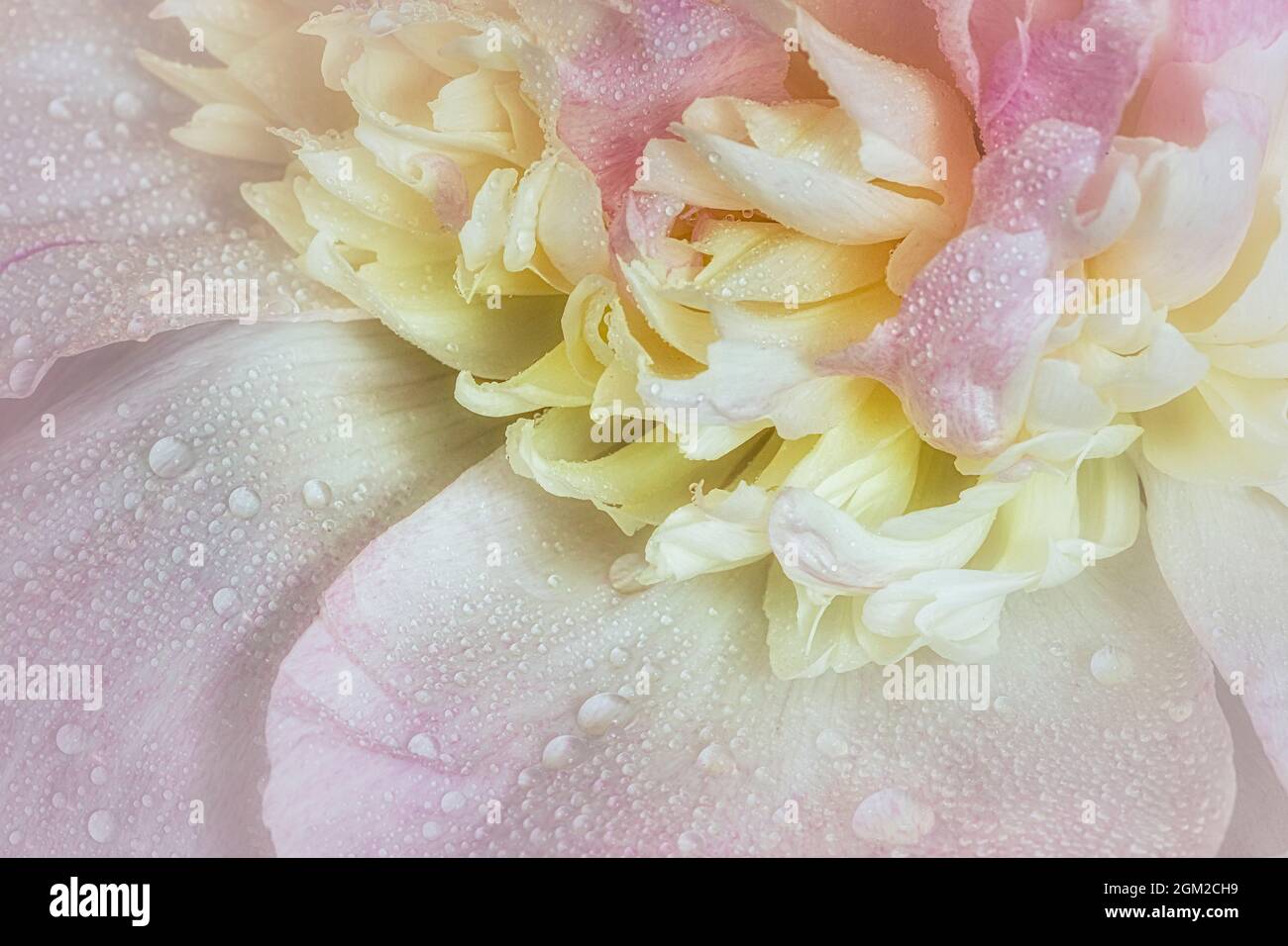 Pink Peony Up Close - Nahaufnahme einer cremefarbenen und pinken Poeny-Blume, die nach einem Frühlingsregen mit Regentropfen bedeckt ist. Dieses Bild ist in CO verfügbar Stockfoto