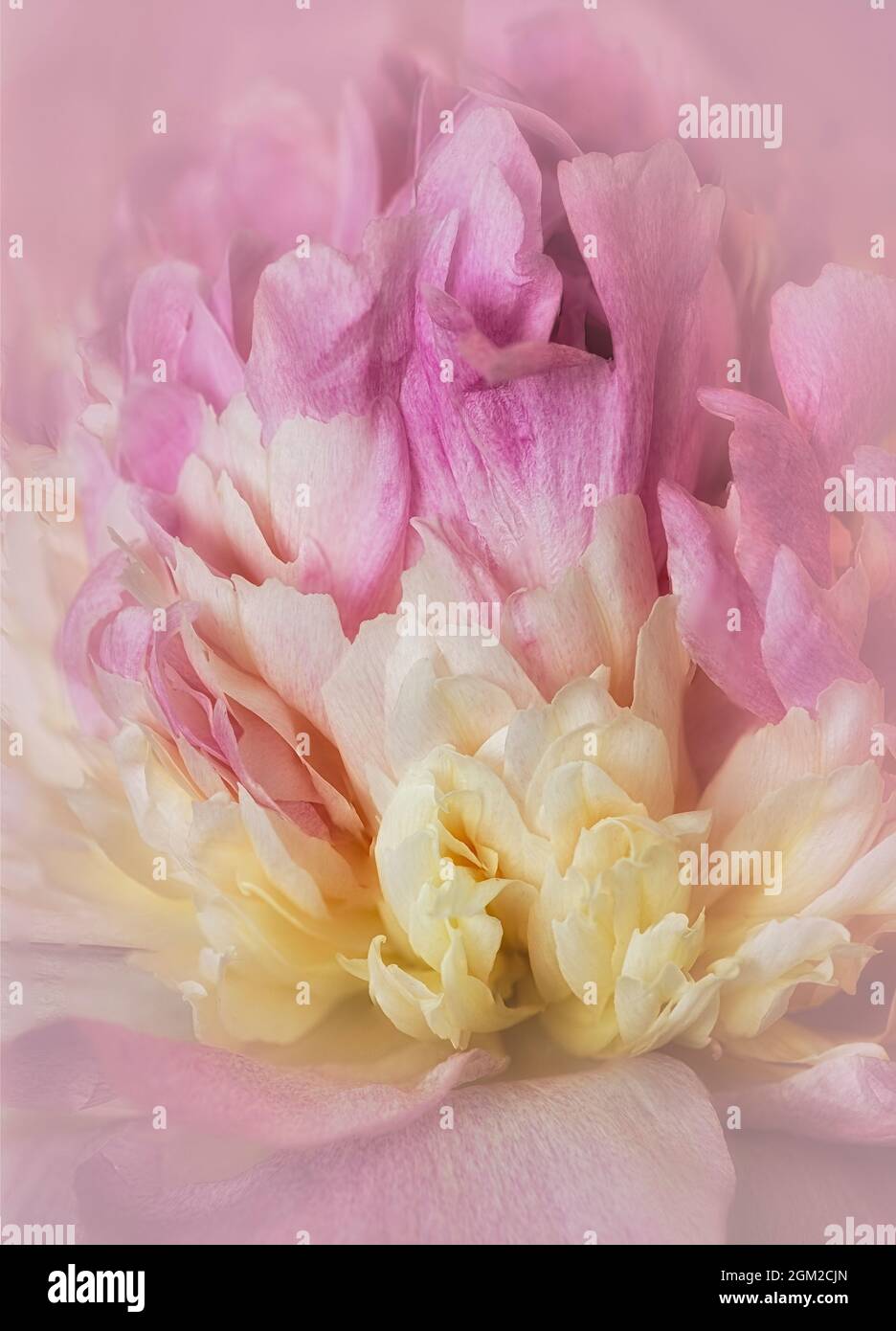 Pink Peony Closeup - Nahaufnahme einer cremefarbenen und rosa Blütenblume. Dieses Bild ist sowohl in Farbe als auch in Schwarzweiß verfügbar. Um weitere imag anzuzeigen Stockfoto