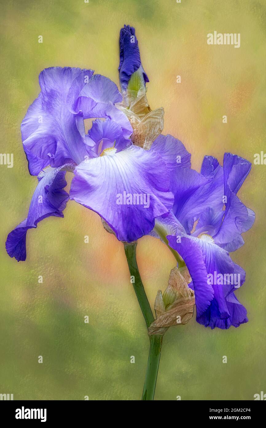 Purple and White Iris - liebliche lila und weiße Bartlilie Blume vor einem weichen pastellfarbenen Hintergrund. Dieses Bild ist auch als verfügbar Stockfoto