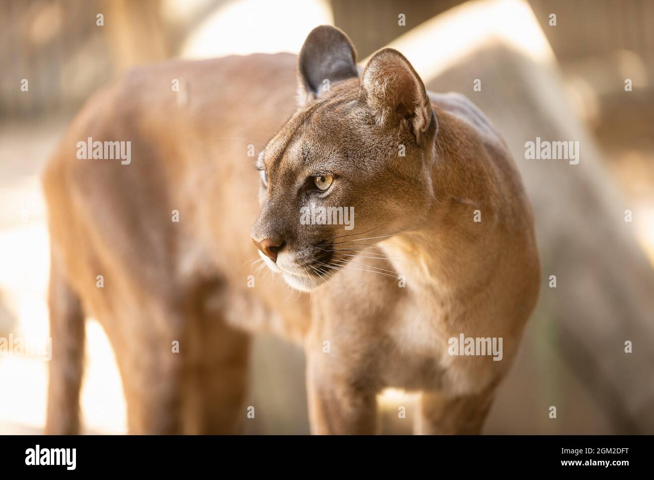 Porträt eines Puma, puma oder Berglöwen in einem spanischen Zoo. Spanien  Stockfotografie - Alamy