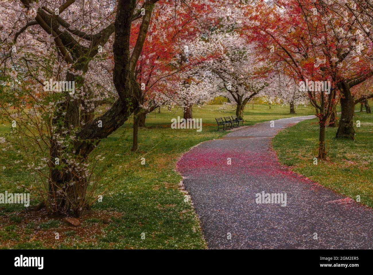 Branch Brook Park Cherry Blossoms - Natur nach Party Konfetti ist auf dem Boden sichtbar, kurz vor dem Ende des Cherry Blossom Festivals in Newark, Ne Stockfoto