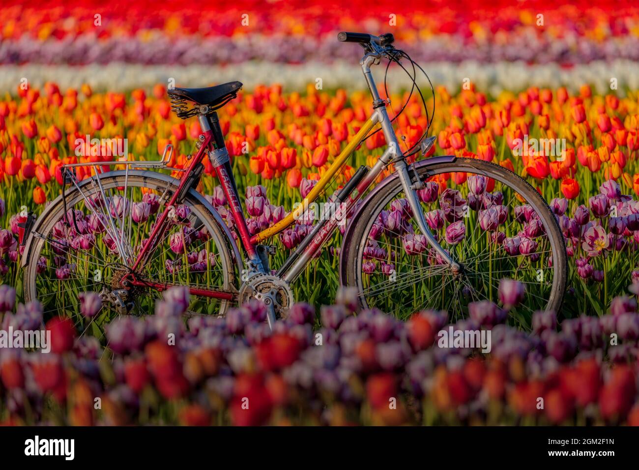 Frühlingsgetupeten und Fahrrad Stockfoto