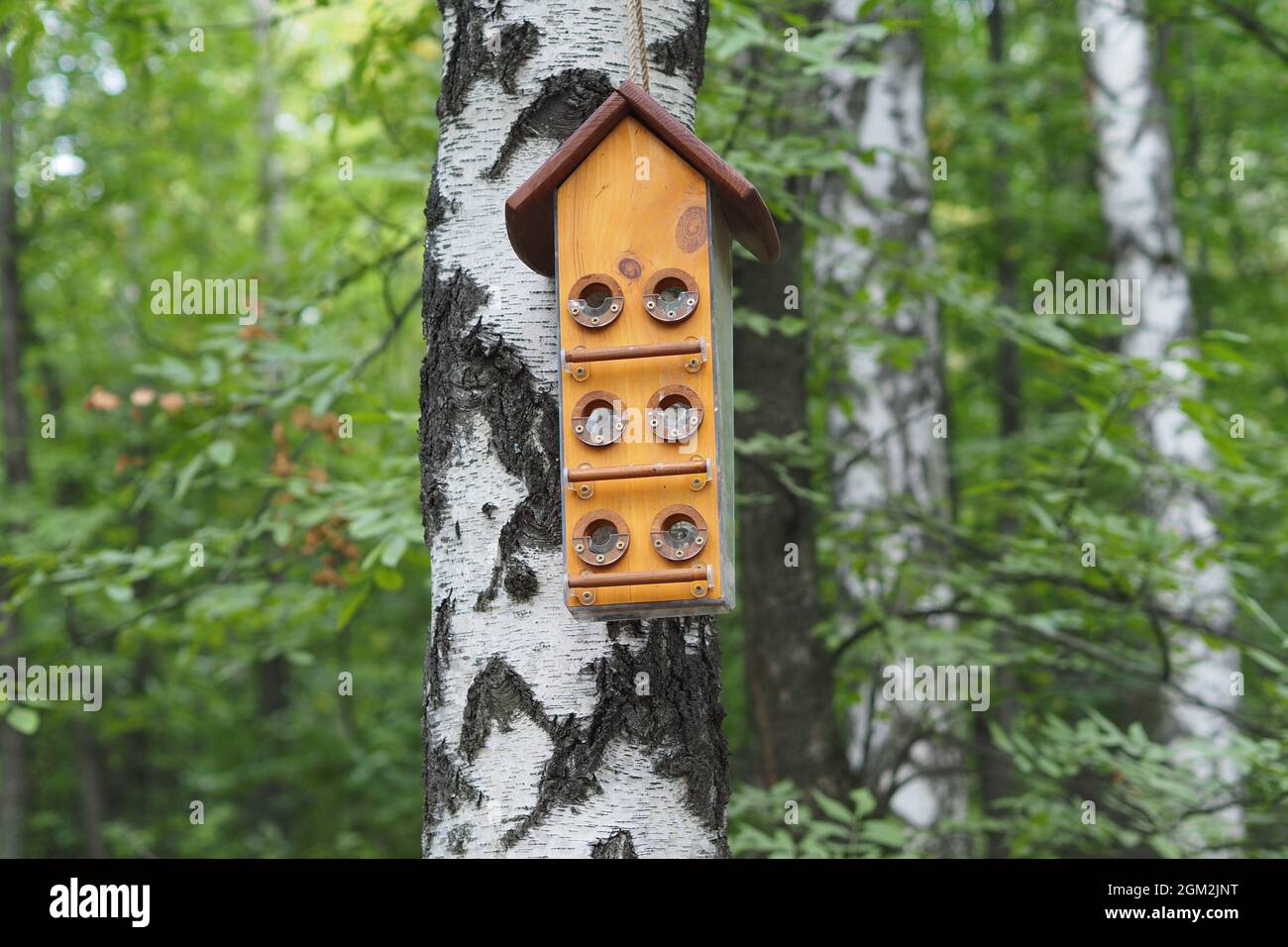 Vogelhaus auf dem Stamm einer Birke im Park. Stockfoto