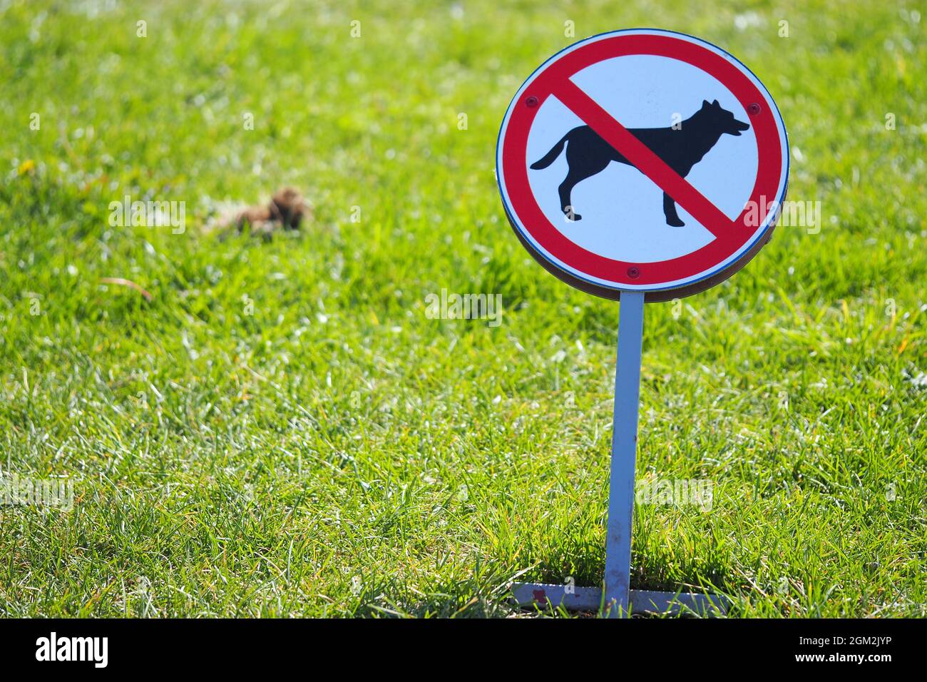 Das Gehen von Hunden ist verboten. Warnschild für Hundezüchter. Stockfoto