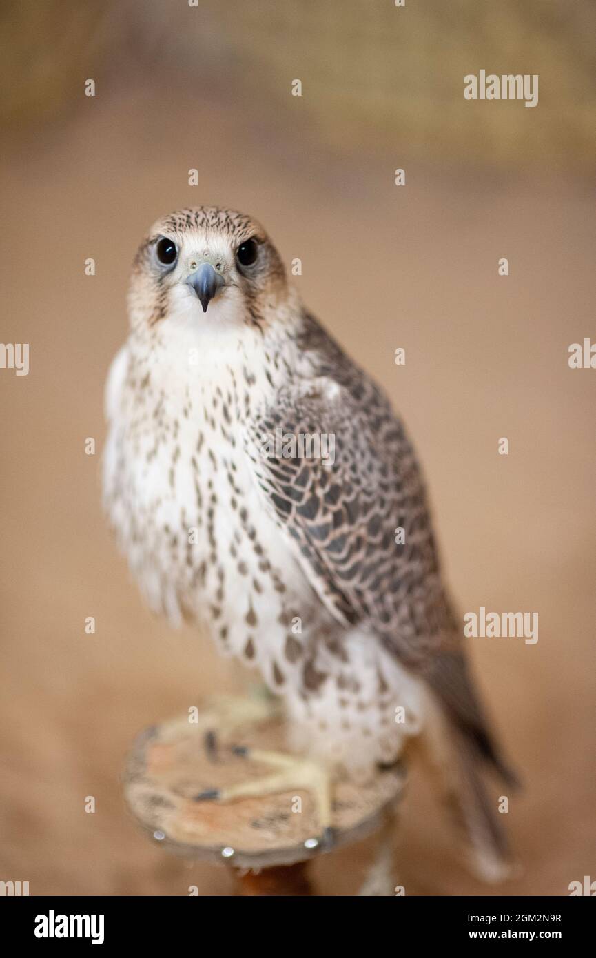 Wanderfalke (Falco Peregrinus) wird zur Jagd in der Wüste Saudi-Arabiens verwendet Stockfoto