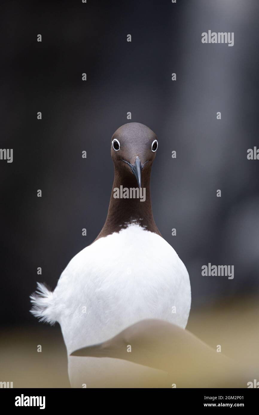 Guillemots auf der Isle of May, Anstruther, Schottland, Großbritannien Stockfoto