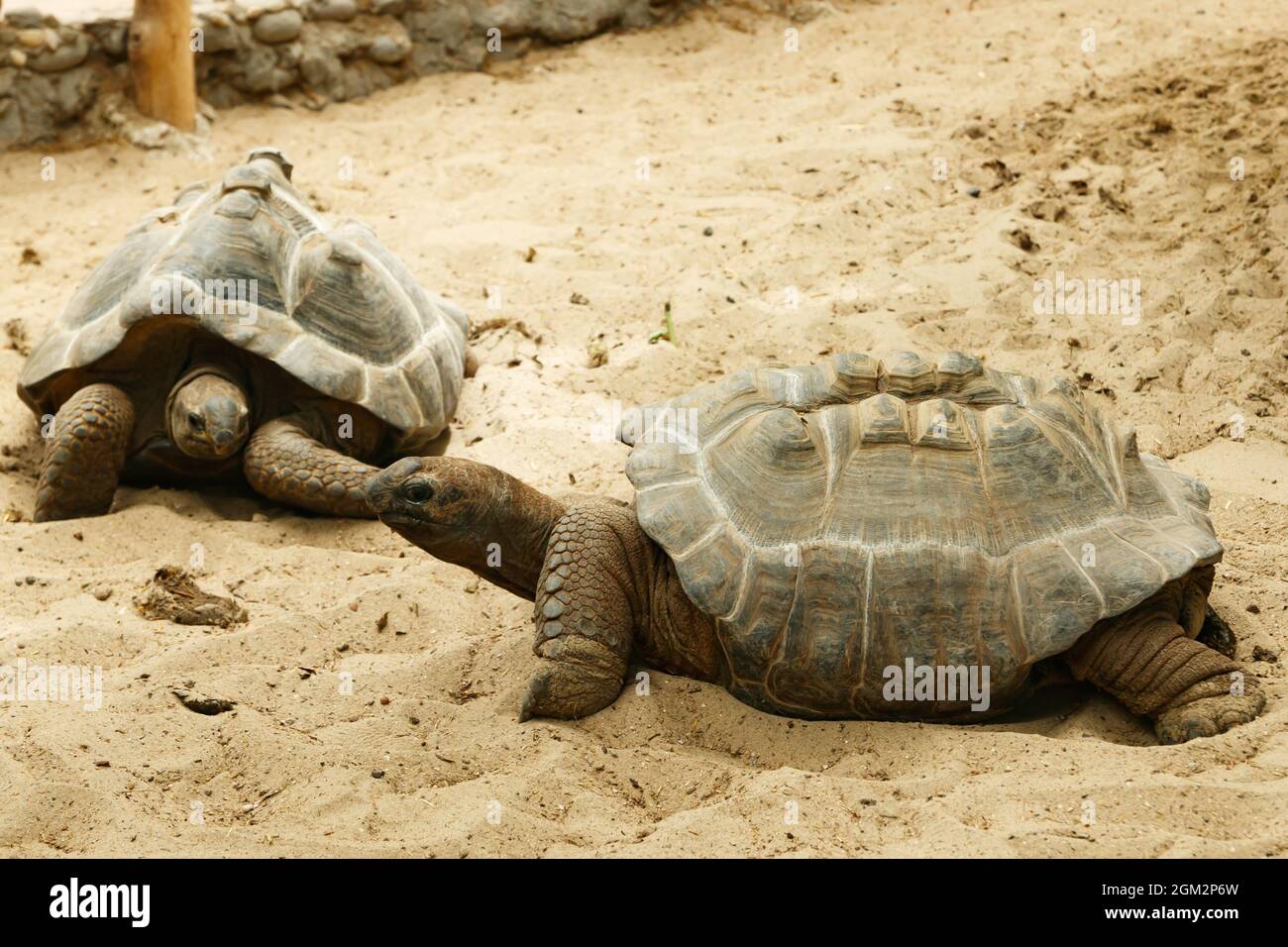 Zwei große aldabra-Schildkröten laufen auf Sand Stockfoto