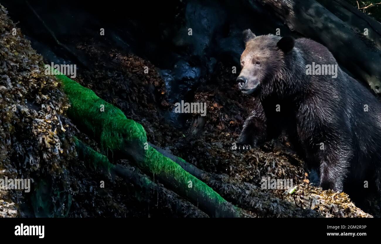 Grizzly-Bär klettert über einen Baumstamm entlang einer schattigen, zerklüfteten Küste. Stockfoto