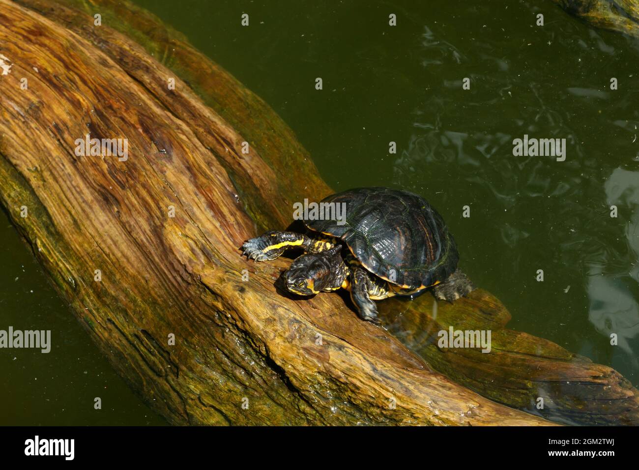 Bemalte Schildkröten, die auf einem Baumstamm im Teich schweben. Stockfoto