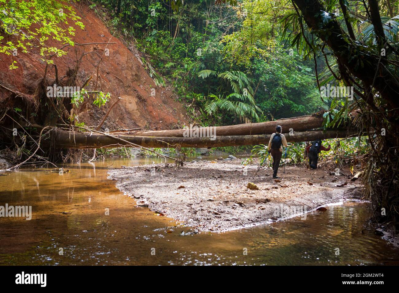 Wanderer passieren einen Erdrutsch entlang des alten und überwucherten Camino Real-Pfades, des Portobelo-Nationalparks, der Republik Panama, Mittelamerika. Stockfoto