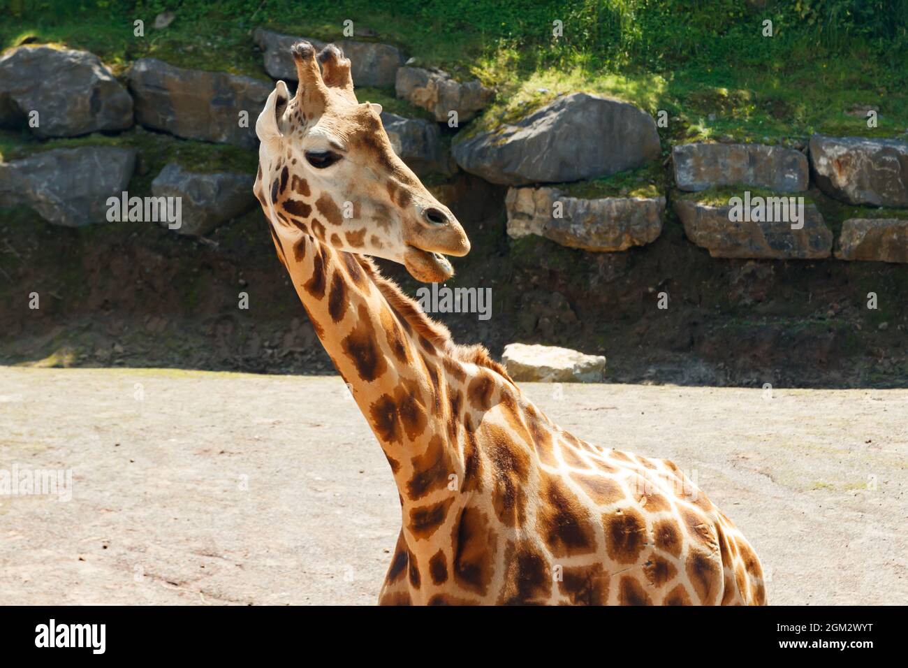 Wunderschöne Giraff, die im Sommer im Park spazieren gehen Stockfoto