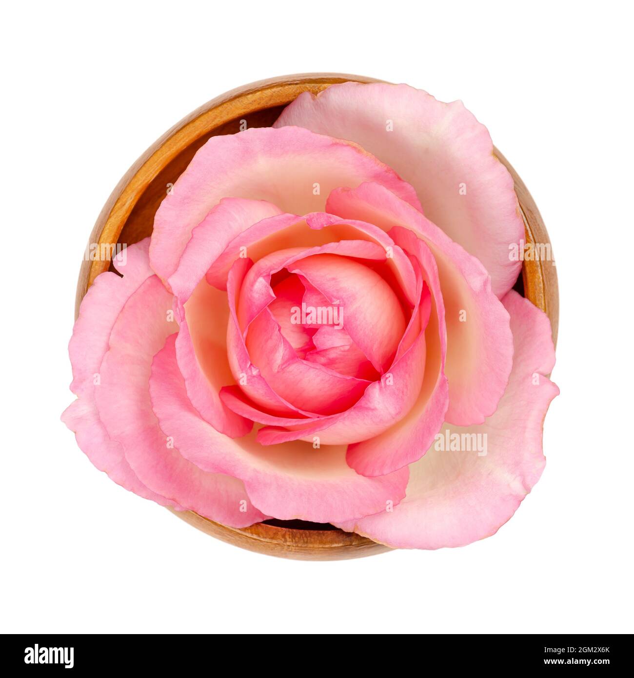 Rosenblüte, in einer Holzschale. Frischer, hellrosa gefärbter Blütenkopf einer Gartenrose, auch bekannt als China-, chinesische oder bengalische Rose, Rosa chinensis. Stockfoto