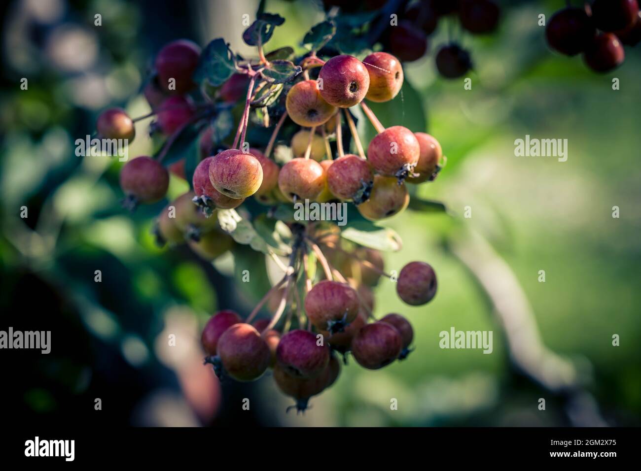 Red sentinal kleiner Apfel in das alte Land nahe Hamburg Stockfoto