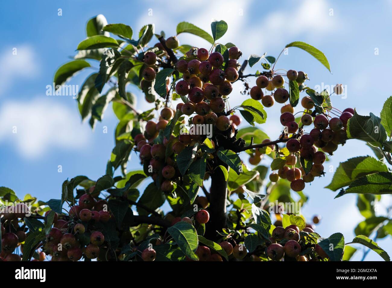 Red sentinal kleiner Apfel in das alte Land nahe Hamburg Stockfoto