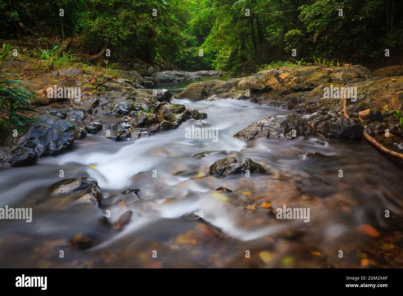 Flusslauf umgeben von dichtem, üppigen Regenwald im Portobelo Nationalpark, Provinz Colon, Republik Panama, Mittelamerika. Stockfoto