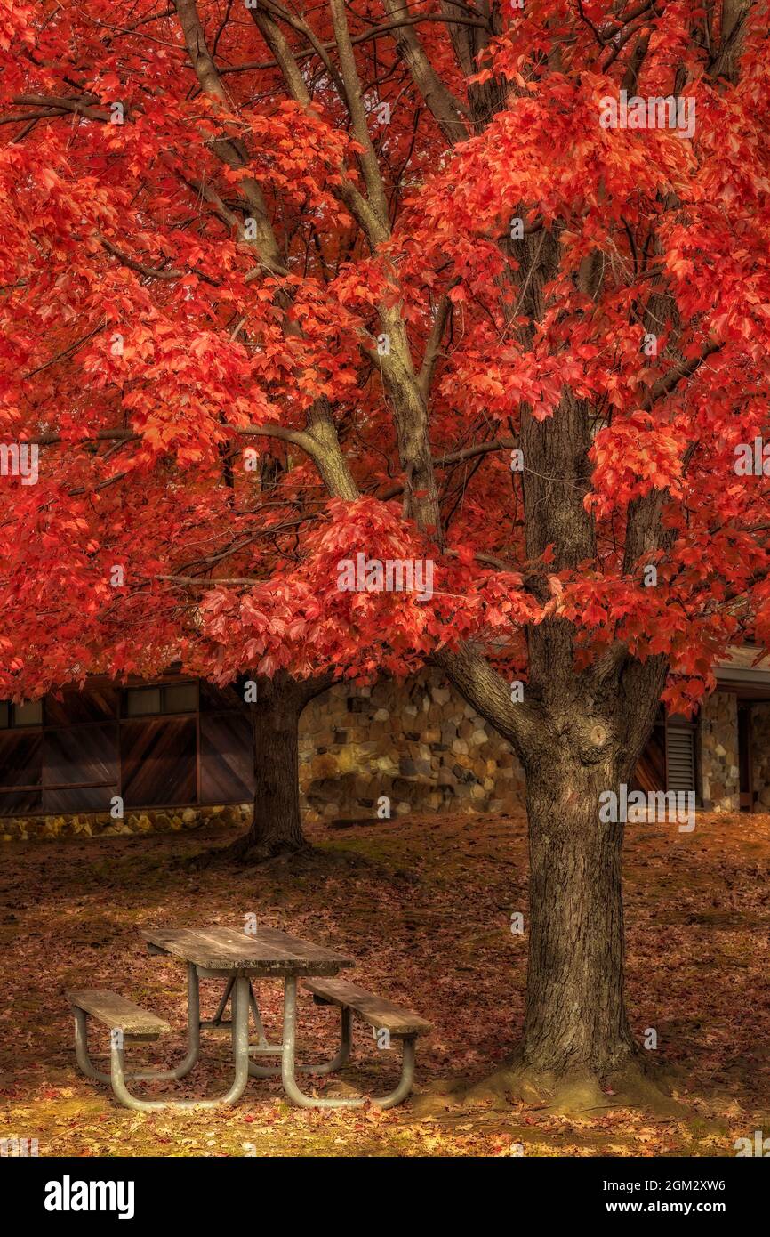 Autumn Color Palette - ein leerer Picknicktisch sitzt unter einem lebendigen Ahornbaum während der Herbstsaison in der Nordost-Region des Grafen Stockfoto