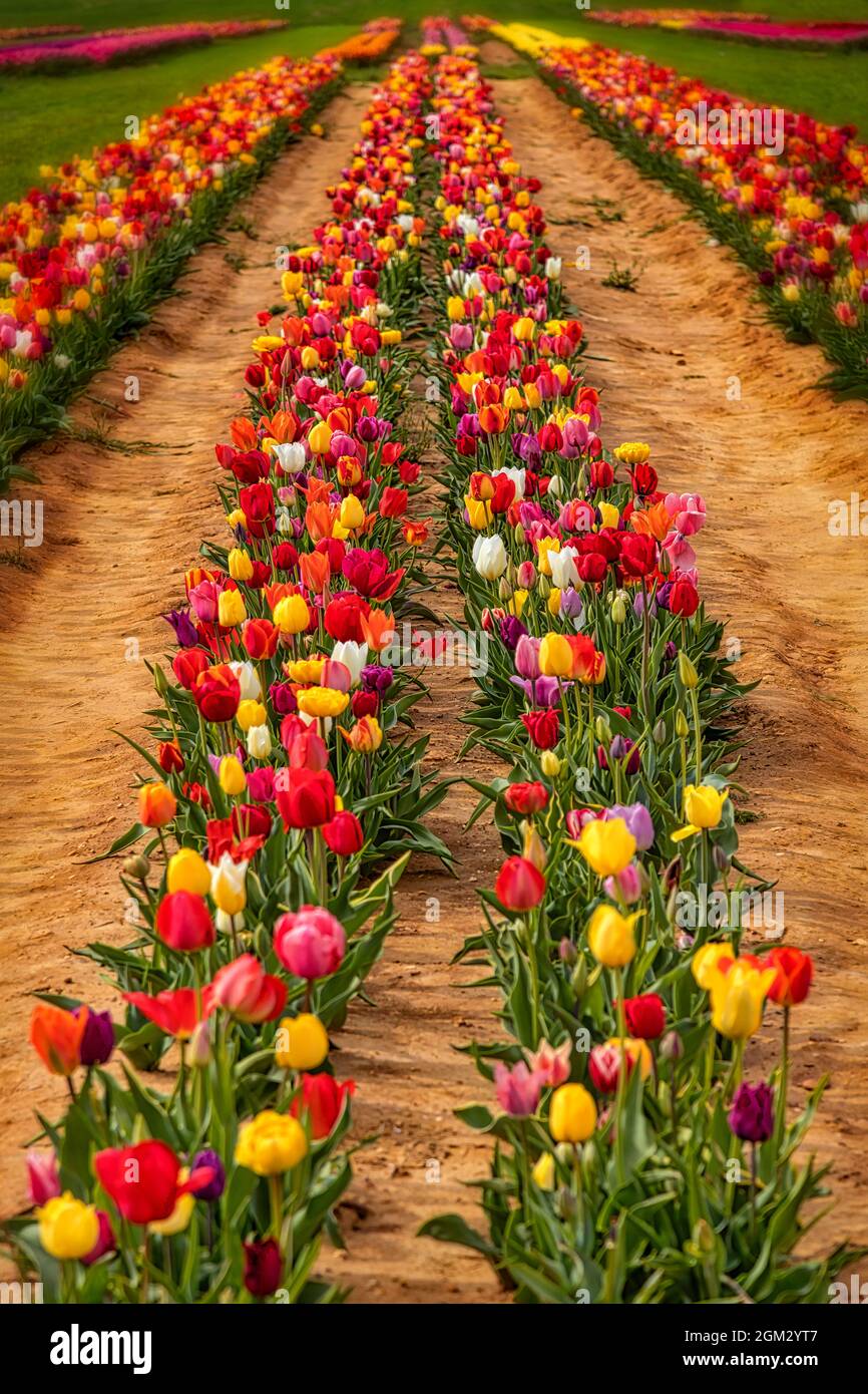 Endlose Tulpenreihen- Reihen und Reihen verschiedener Farben und Sorten von Tulpen auf dem Feld der Farm während der goldenen Stunde im Frühling. Erhältlich in Farbe A Stockfoto