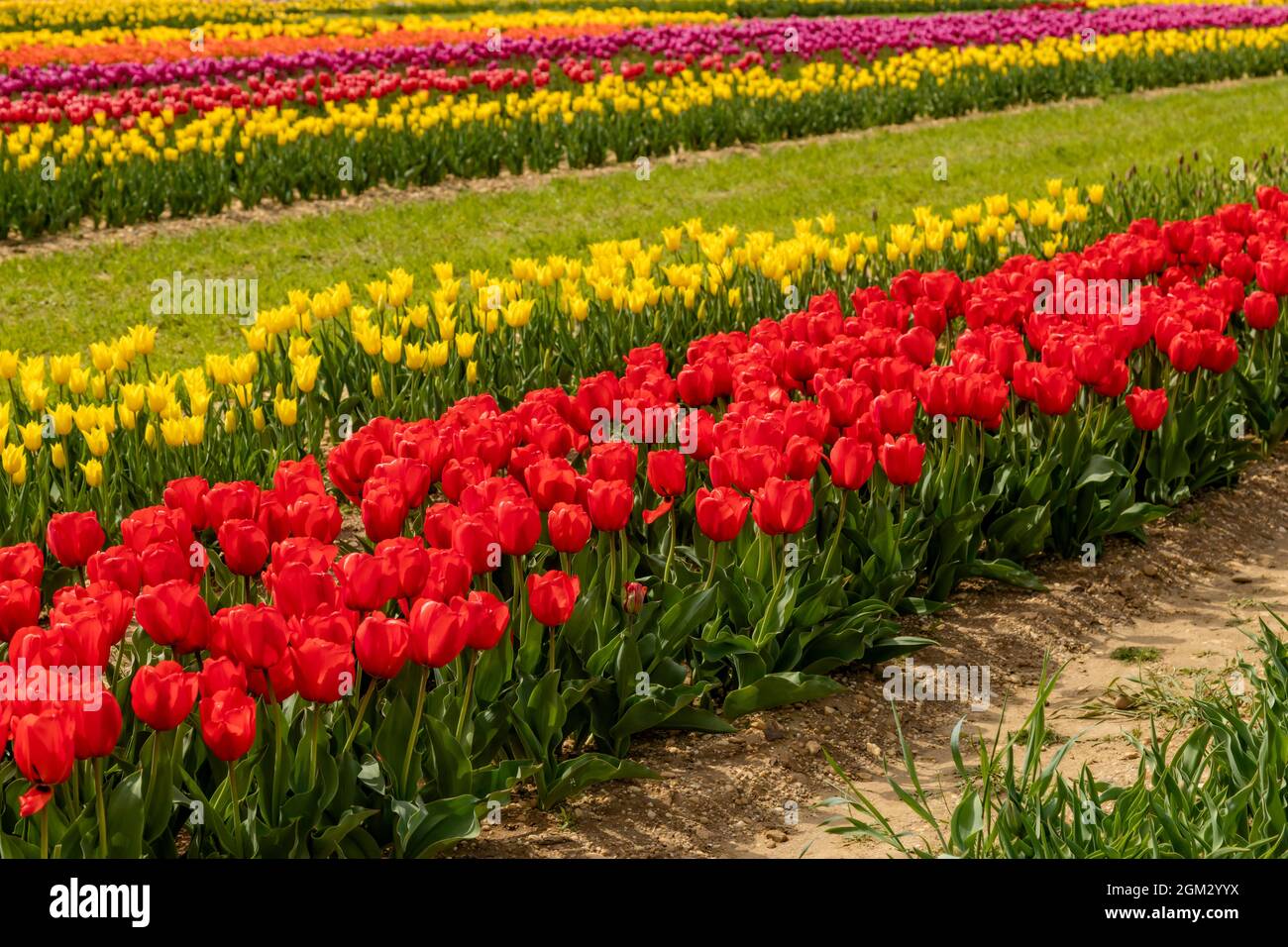 Tulpenfelder- Reihen und Reihen unterschiedlicher Farbe und Sorten von Tulpen auf dem Bauernhof Feld während der goldenen Stunde im Frühjahr. Auch in Farbe erhältlich Stockfoto