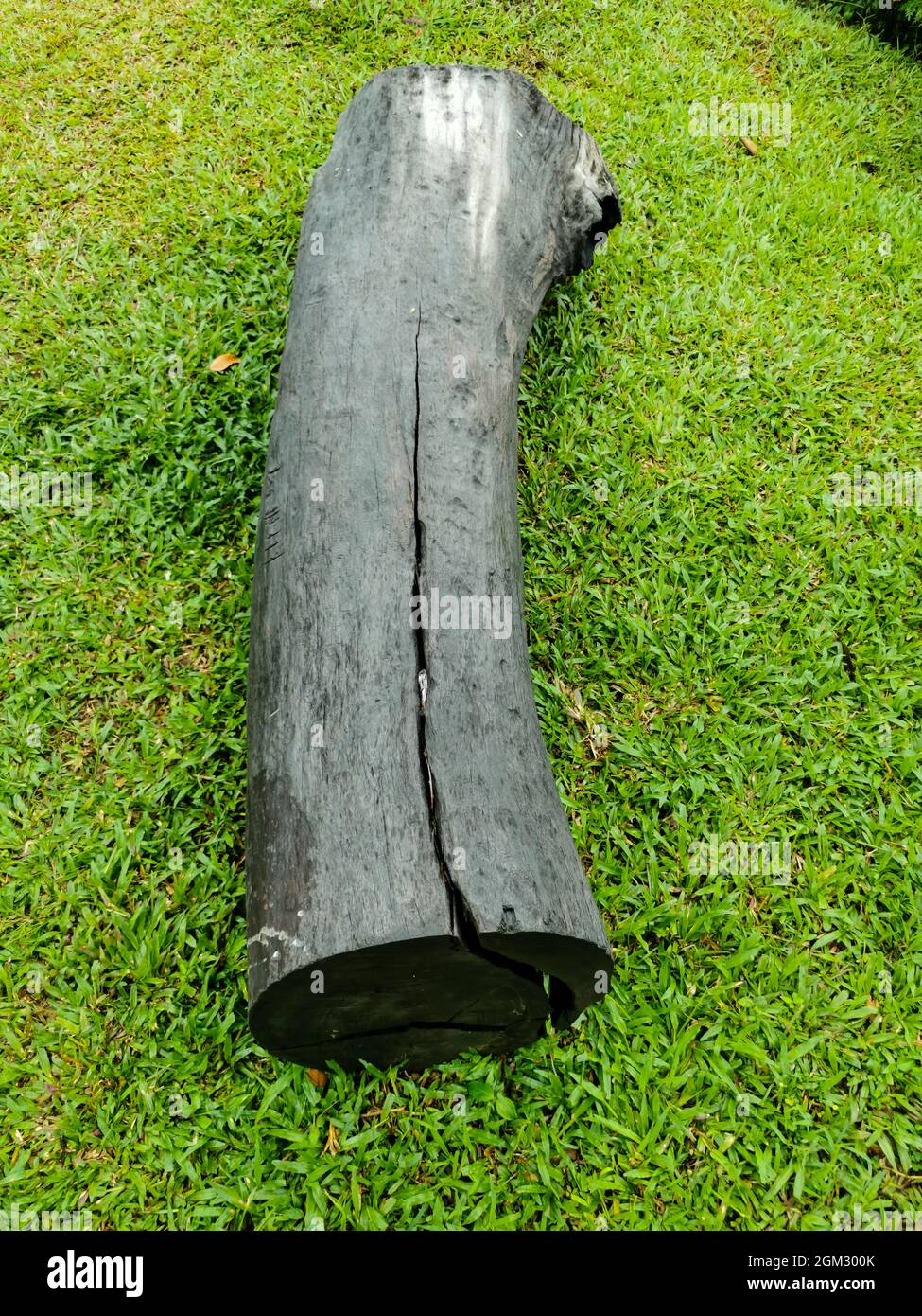 Isolierter großer Baumstamm hat schwarze Farbe auf hellgrünem Gras. Stockfoto