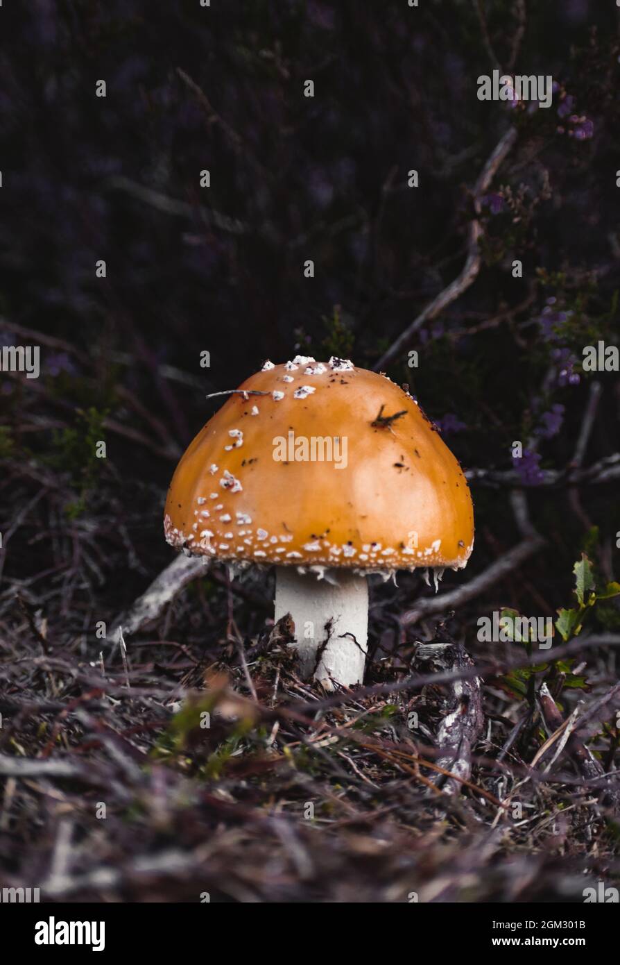 Orangenpilz auf dem Boden eines Waldes Stockfoto