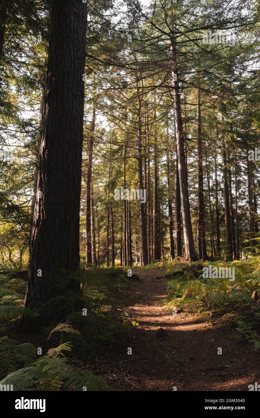 Morgensonnenstrahlen, die durch den Wald auf einen Pfad scheinen Stockfoto