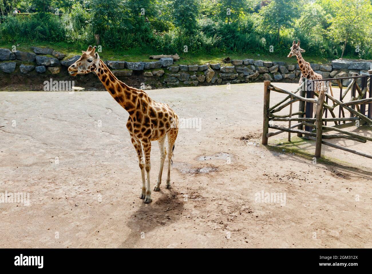 Zwei wunderschöne Giraffen, die im Sommer im Park spazieren gehen Stockfoto
