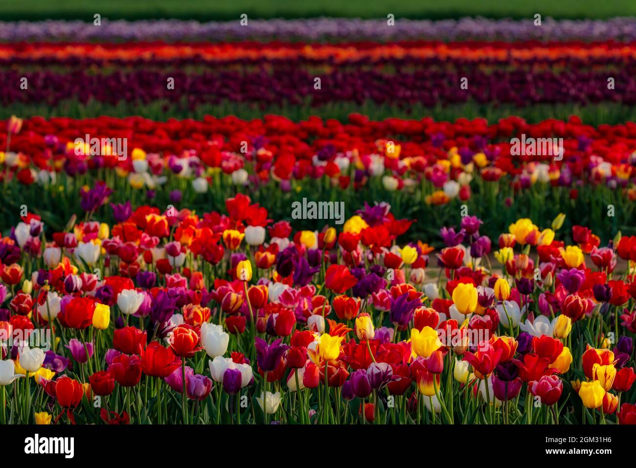 Tulpenreihen - Eine Vielzahl von Reihen mit einer Vielzahl von bunten Tulpen auf dem Bauernhof Feld im Frühjahr. Erhältlich in Farbe sowie in schwarz und weiß Stockfoto