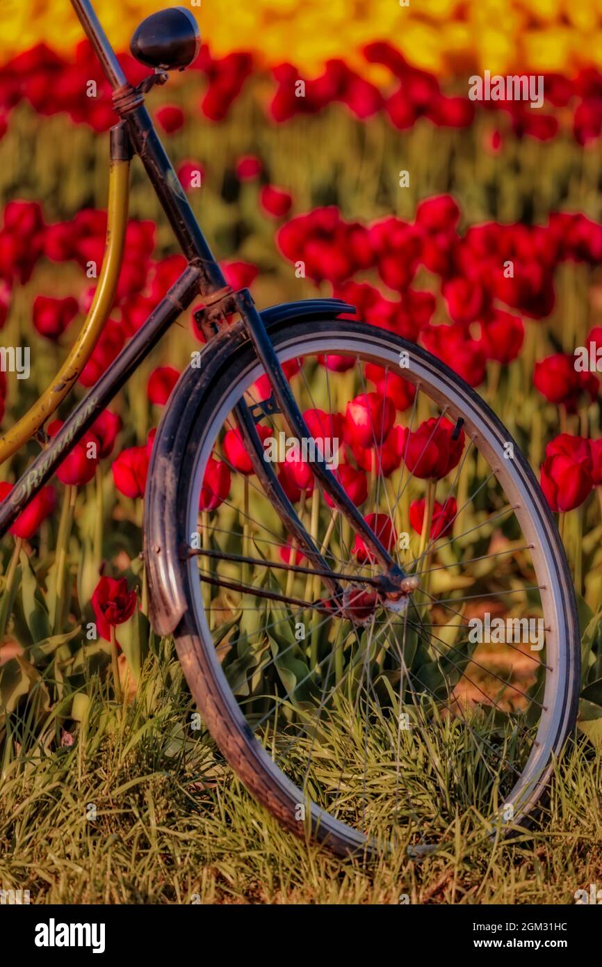 Tulpen und Fahrrad - Nahaufnahme der Vorderseite eines alten Ranger Fahrrad von Hunderten von schönen gelben und roten Tulpen in der Farm während der umgeben Stockfoto
