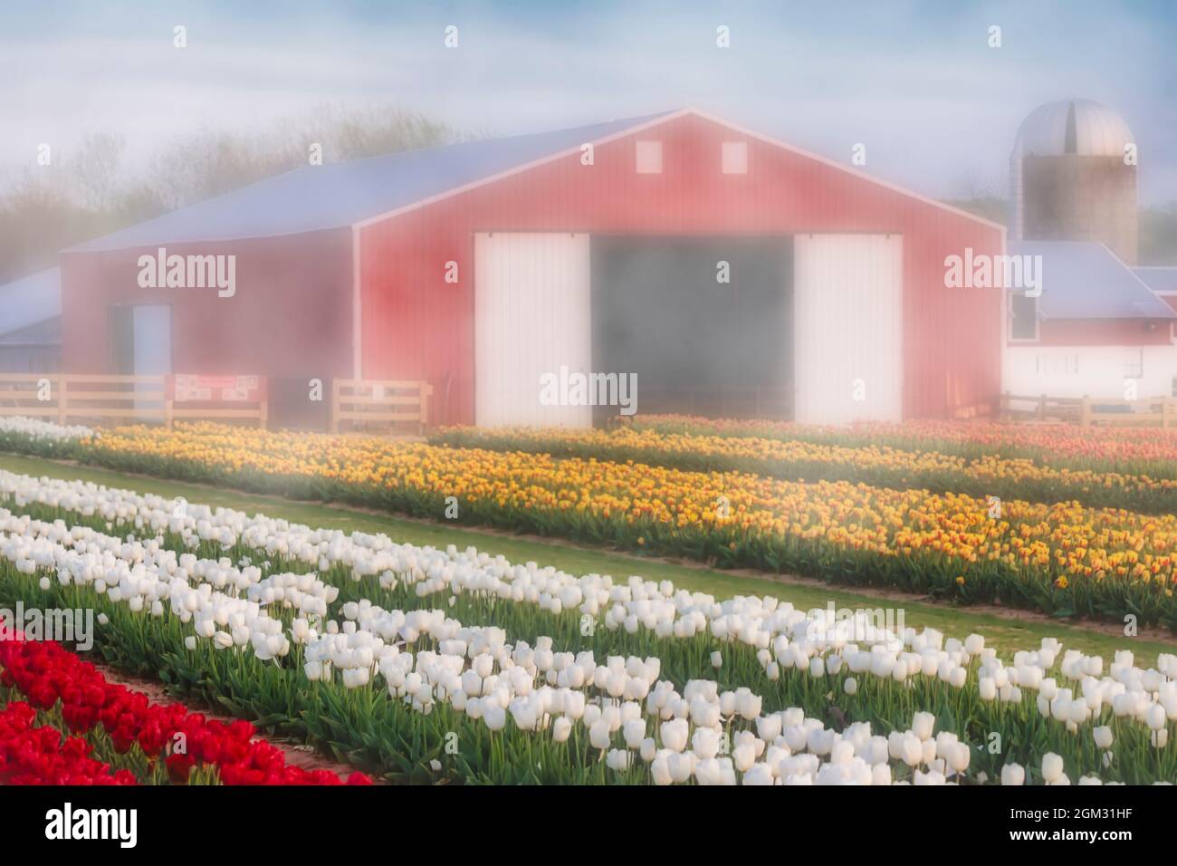 Tulpen, Nebel und Scheune - Tausende von schönen bunten Tulpen und Scheune auf dem Bauernhof. Erhältlich in Farbe sowie in einem Schwarz-Weiß-Druck. Anzeigen Stockfoto