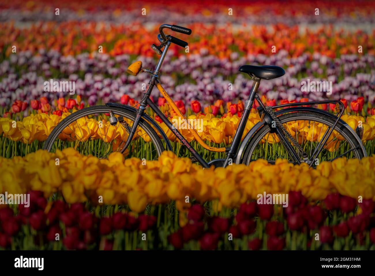Spring Tulips and Bike - Old Super Style Fahrrad umgeben von Tausenden von schönen Tulpen auf dem Bauernhof während der goldenen Stunde. In Farbe erhältlich Stockfoto