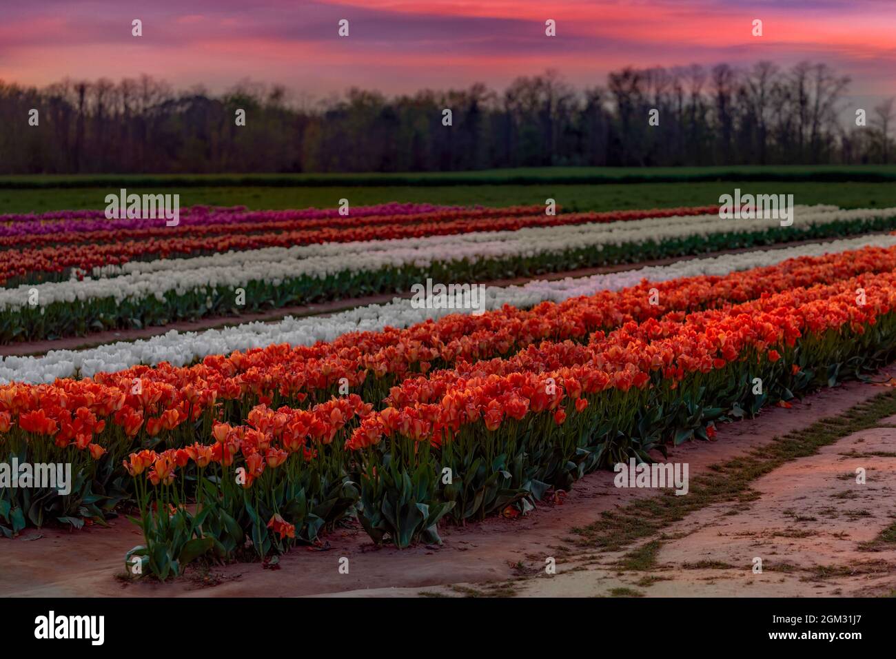 Tulip Farm - Reihen von einer Vielzahl von Tulpen auf dem Bauernhof Feld während der untergehenden Sonne im Frühjahr. Erhältlich in Farbe sowie in einem schwarz-weißen Prin Stockfoto