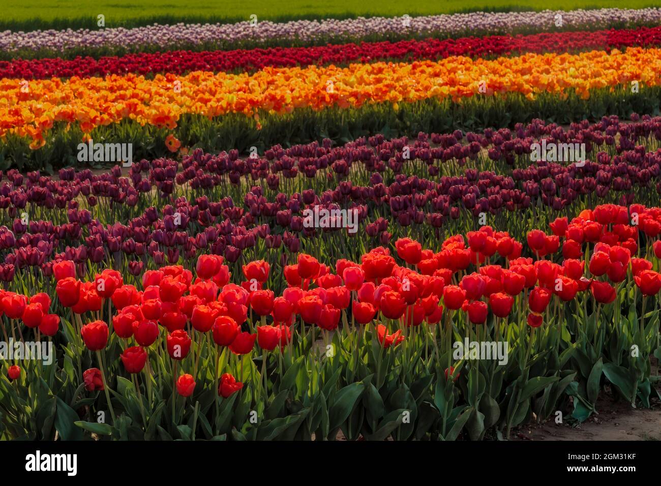 Frühlingszwiespen - Reihen und Reihen von verschiedenen Farben und Sorten von Tulpen auf dem Bauernhof Feld während der goldenen Stunde im Frühjahr. Erhältlich in Farbe A Stockfoto