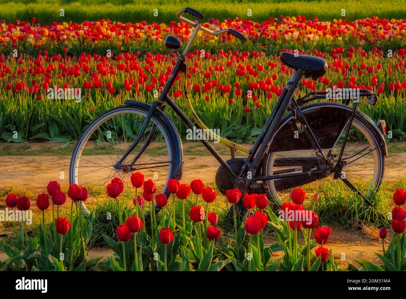 Frühlingszeit Tulpen und Fahrrad - Old Ranger Fahrrad umgeben von Tausenden von schönen Tulpen auf dem Bauernhof während der goldenen Stunde. Erhältlich in Farbe A Stockfoto