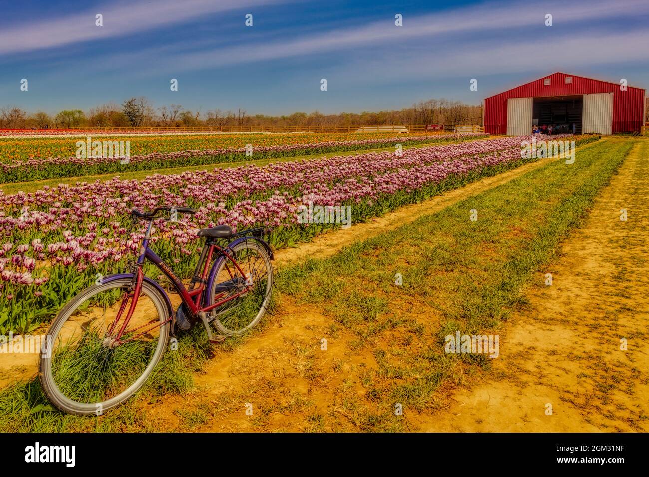 Tulpen, Fahrrad- und Scheune - Alte Zeiger Fahrrad durch Tausende von schönen Tulpen und Scheune in der Farm umgeben. in Farbe erhältlich sowie in einem Bla Stockfoto