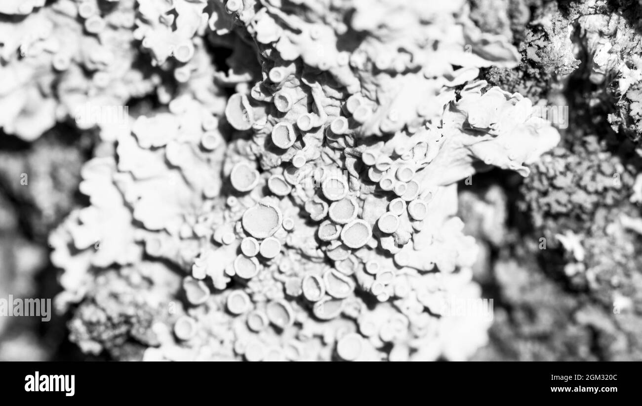 Flechten Xanthoria parietina auf einer Baumrinde, schwarz-weißes Foto Stockfoto