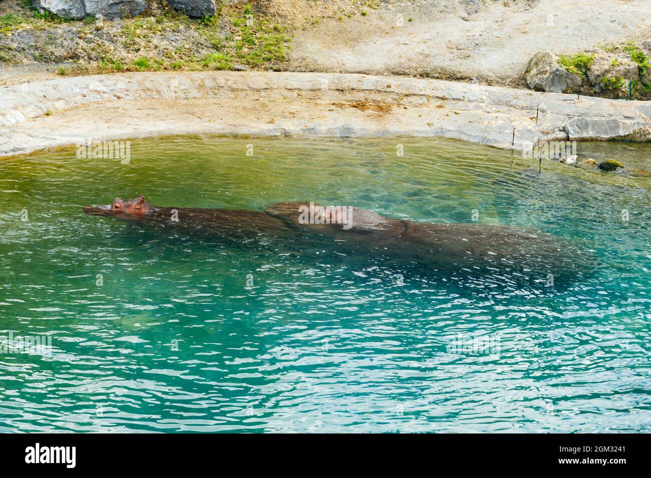 Zwei große Nilpferde schwimmen im Teich Stockfoto