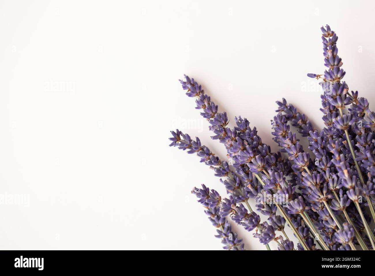 Getrocknete lila Lavendelblüten auf einem schlichten weißen Hintergrund Stockfoto