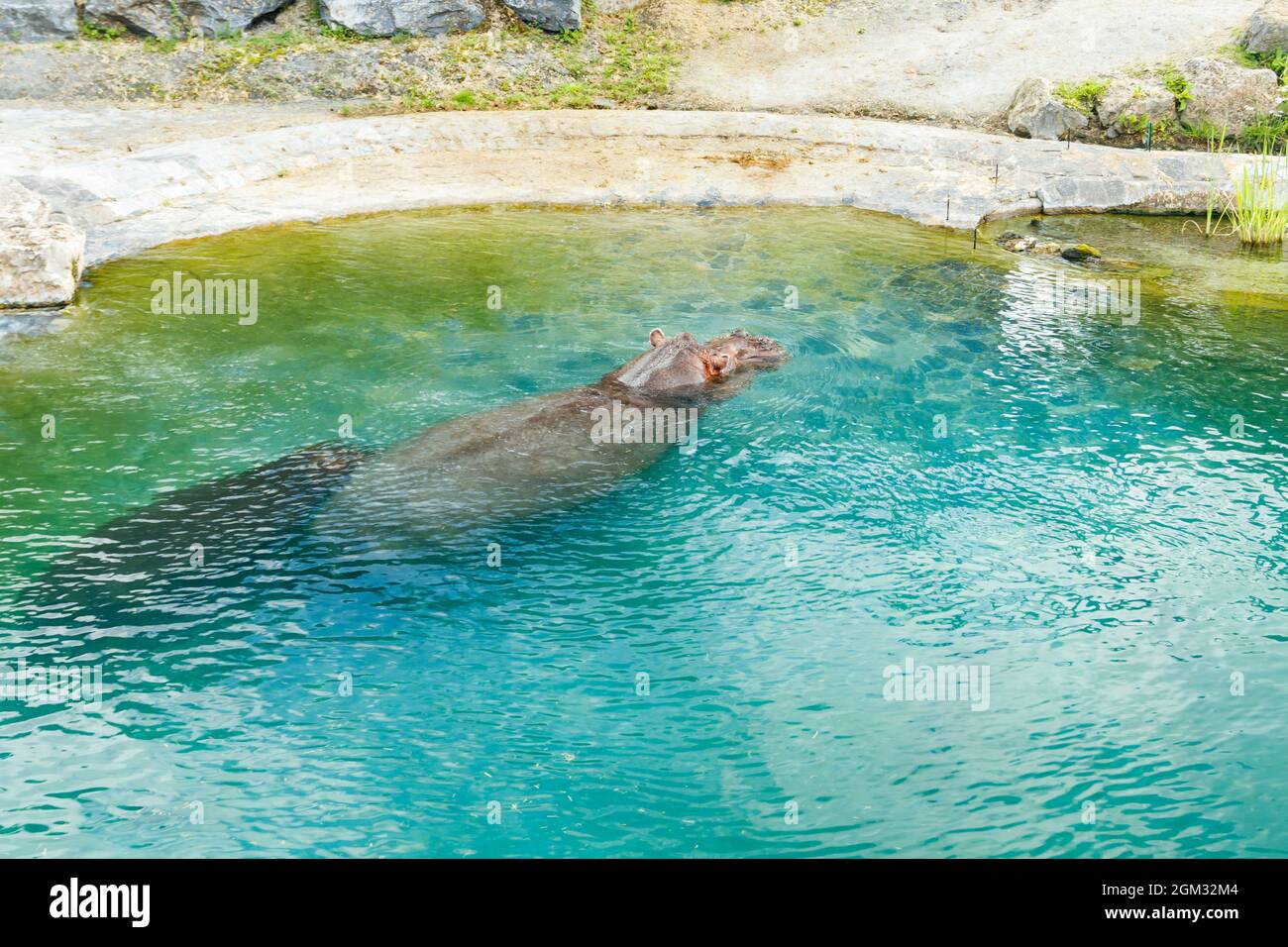 Zwei große Nilpferde schwimmen im Teich Stockfoto