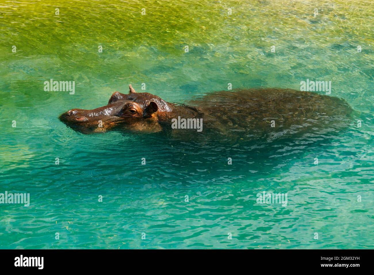 Großer Nilpferd schwimmend im Teich Stockfoto